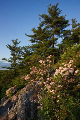 Mountain Laurel, Sunrise Mountain, High Point State Park, Sussex County, NJ (7678 SA).jpg